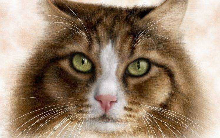 green eyes looking at viewer animals cat HD Wallpaper Desktop Background