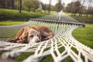 animals dog hammocks