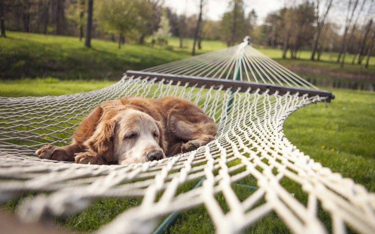 animals dog hammocks HD Wallpaper Desktop Background