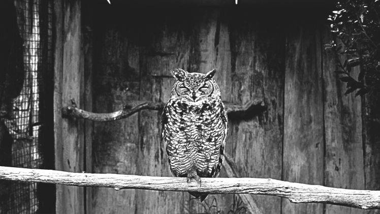 owl animals monochrome birds HD Wallpaper Desktop Background