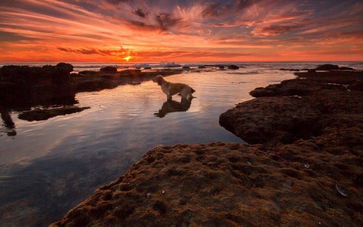 water animals dog sky clouds sunset HD Wallpaper Desktop Background