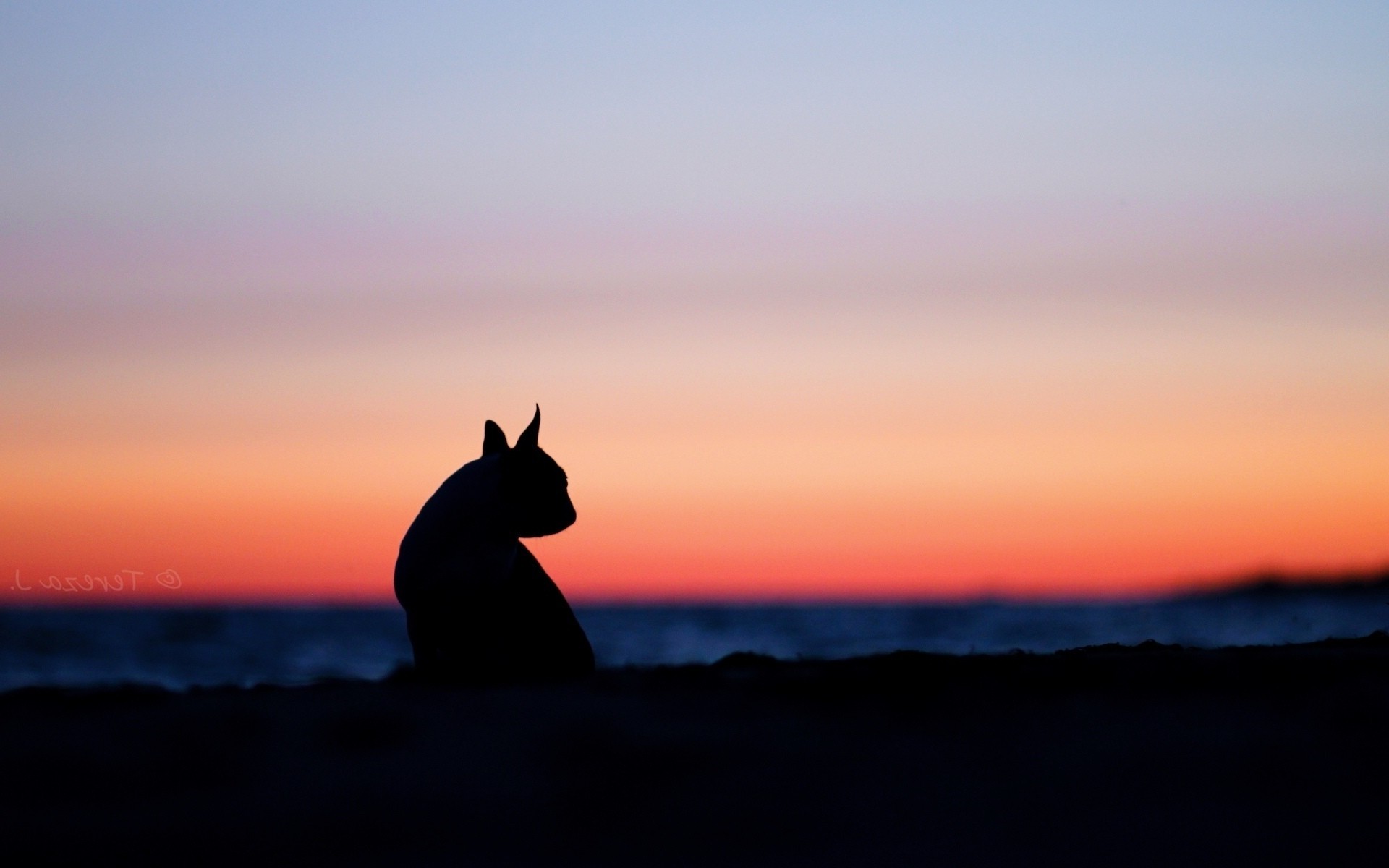 animals sky clouds sunset silhouette Wallpaper