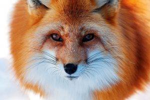 photography fox animals closeup