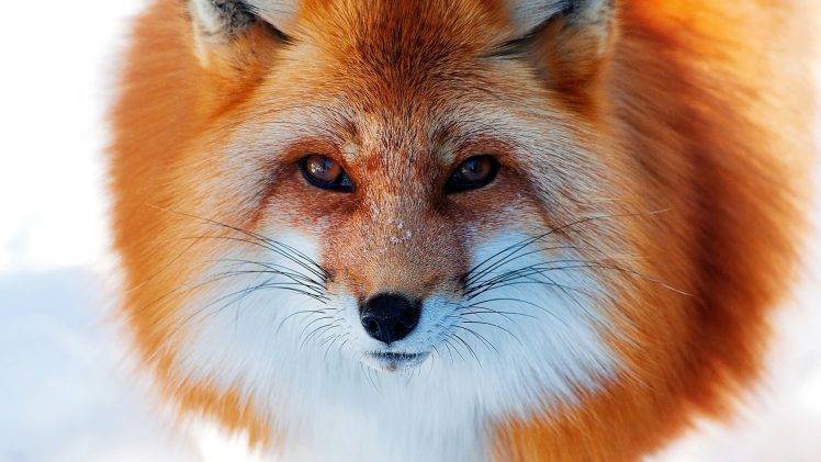photography fox animals closeup HD Wallpaper Desktop Background