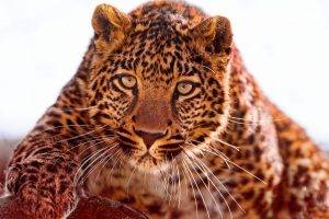 eyes face looking at viewer leopard photography blurred animals wild cat