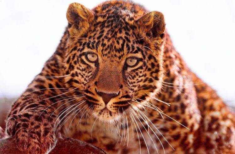 eyes face looking at viewer leopard photography blurred animals wild cat HD Wallpaper Desktop Background