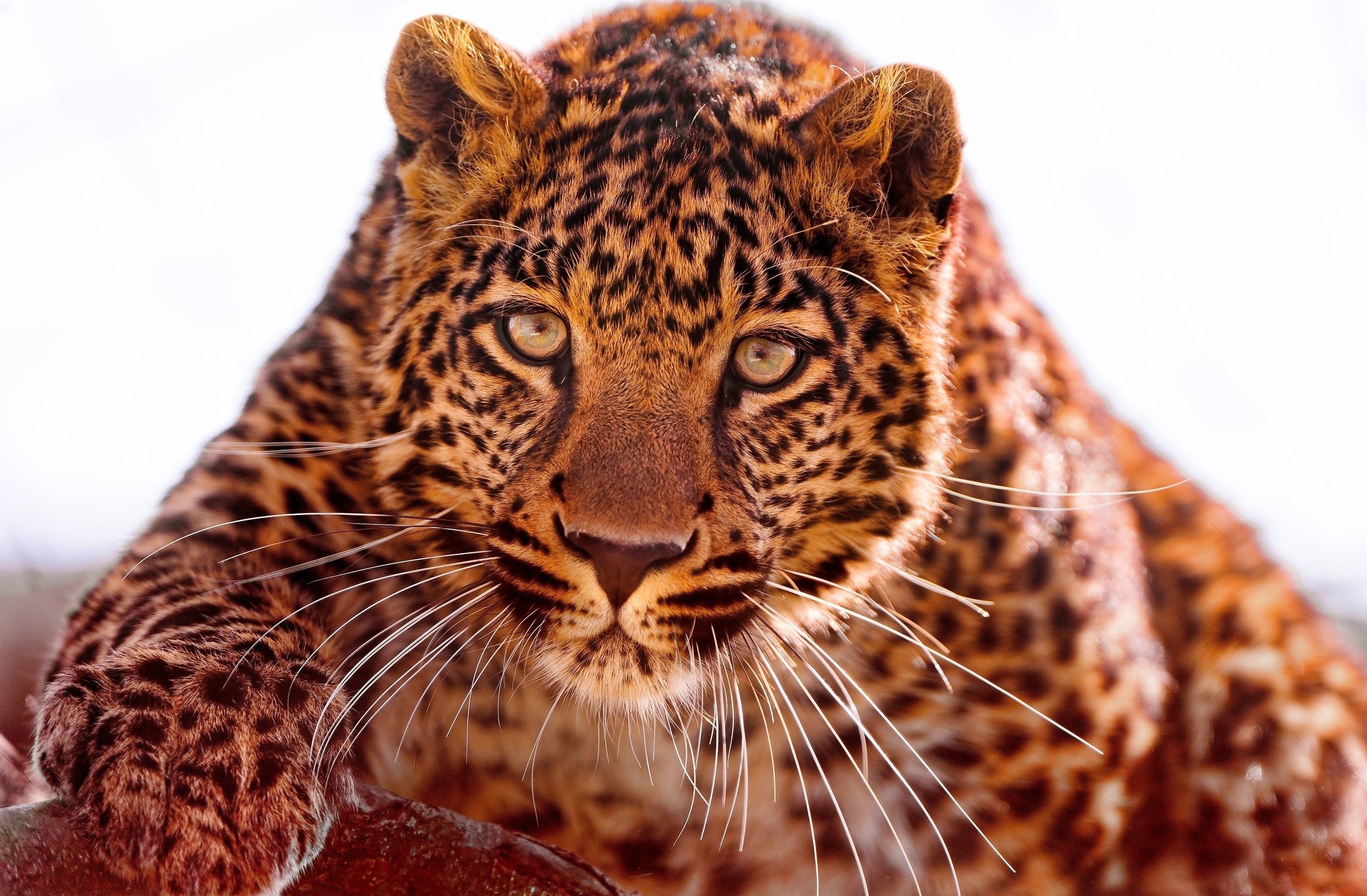 eyes face looking at viewer leopard photography blurred animals wild cat Wallpaper