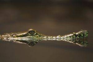 eyes crocodiles reflections animals reptiles photography