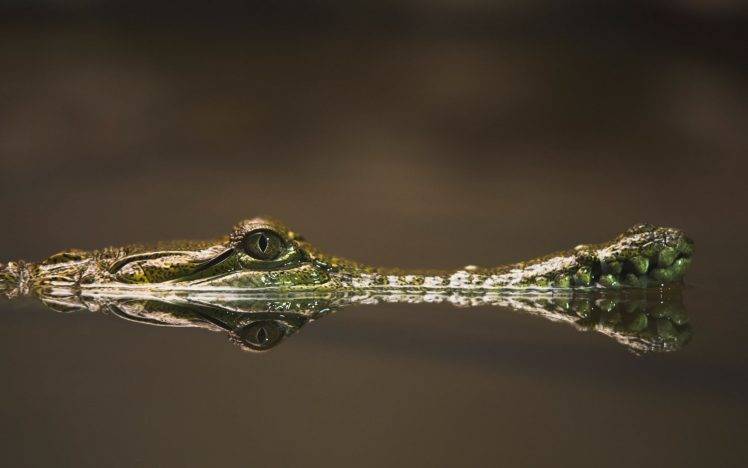 eyes crocodiles reflections animals reptiles photography HD Wallpaper Desktop Background