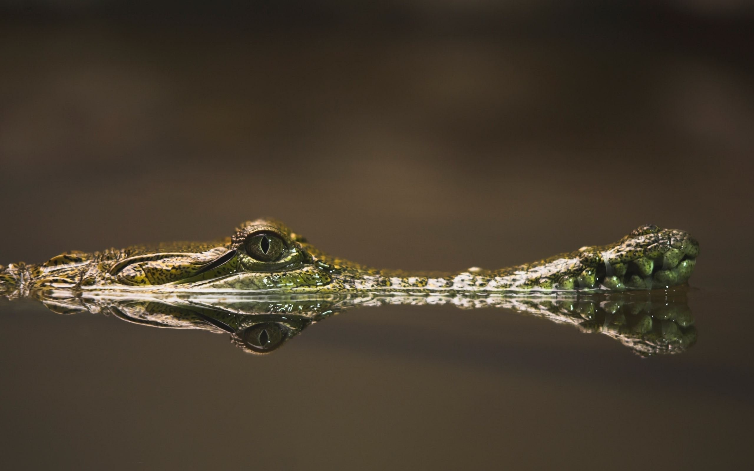 eyes crocodiles reflections animals reptiles photography Wallpaper