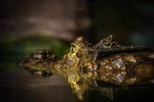 eyes alligators macro blurred photography reptiles animals crocodiles