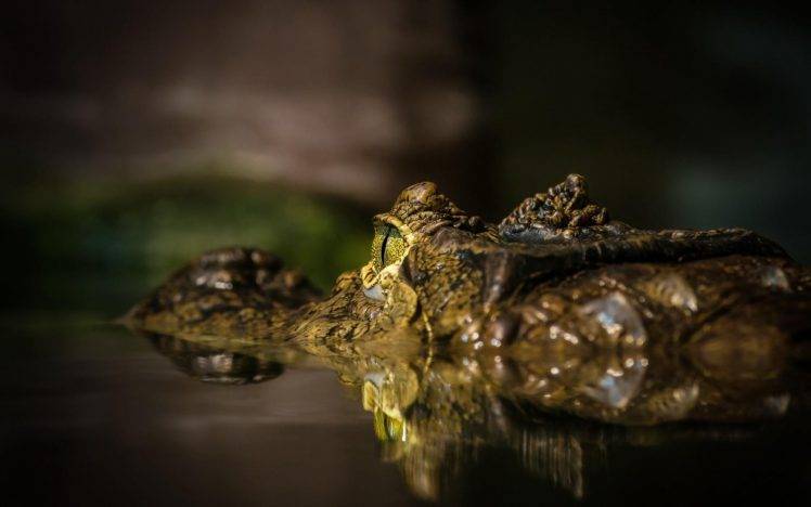 eyes alligators macro blurred photography reptiles animals crocodiles HD Wallpaper Desktop Background