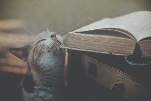 cat animals books