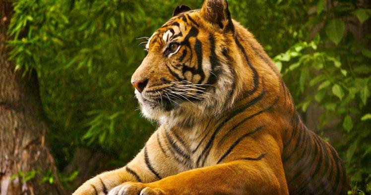 tiger trees animals wild cat photography HD Wallpaper Desktop Background