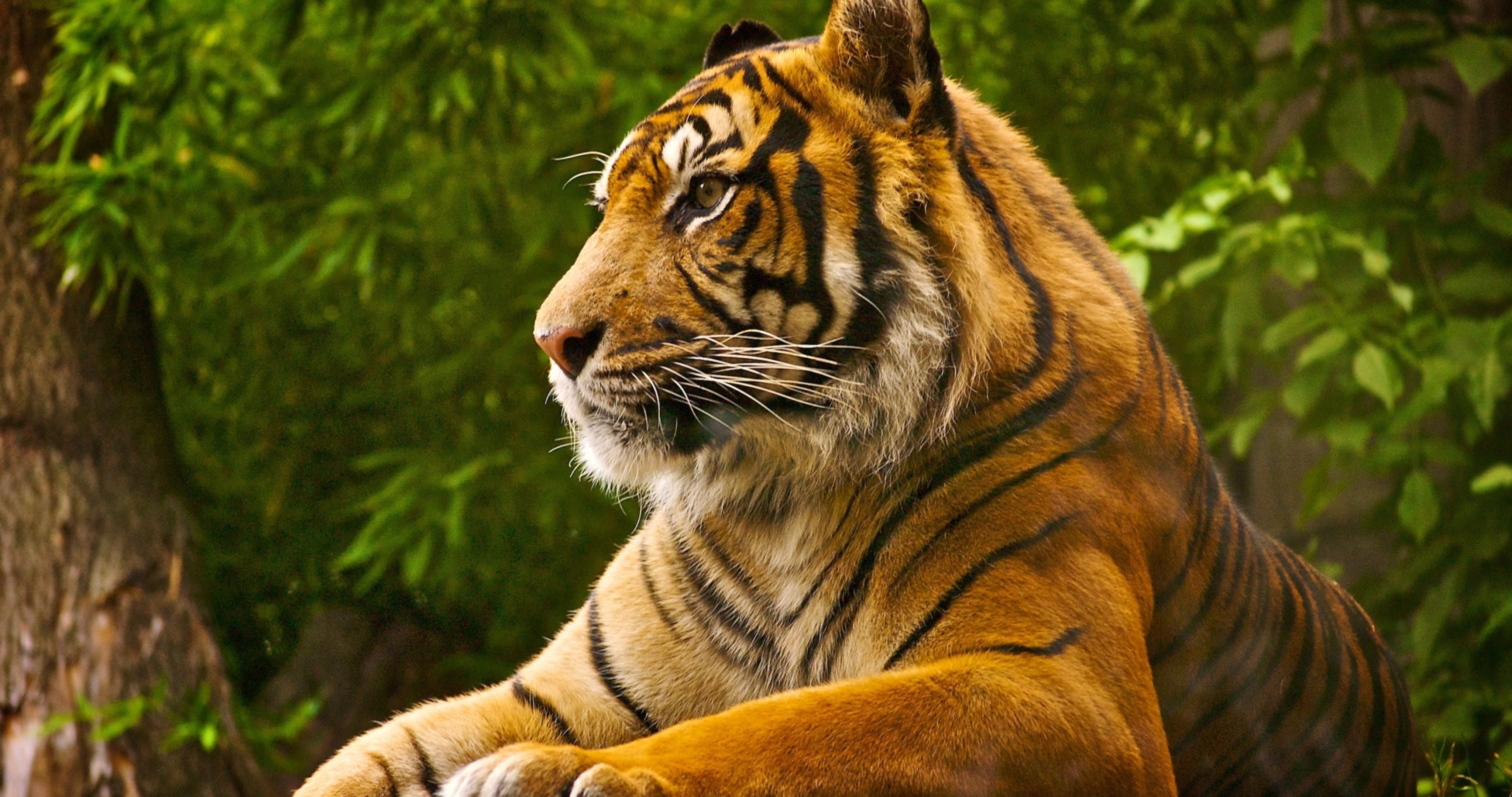 tiger trees animals wild cat photography Wallpaper