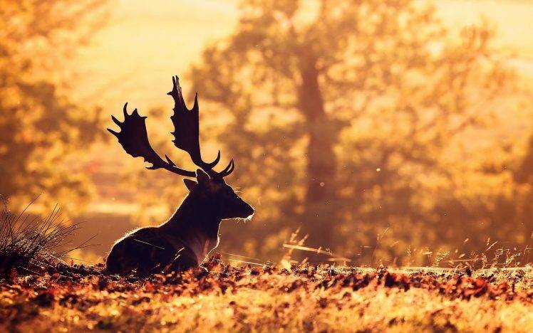 sitting deer depth of field grass animals HD Wallpaper Desktop Background