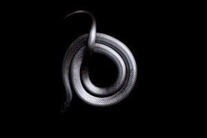 snake white black