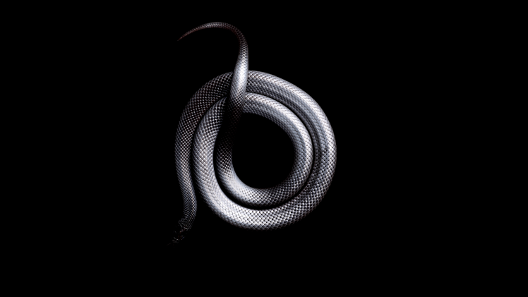 snake white black HD Wallpaper Desktop Background