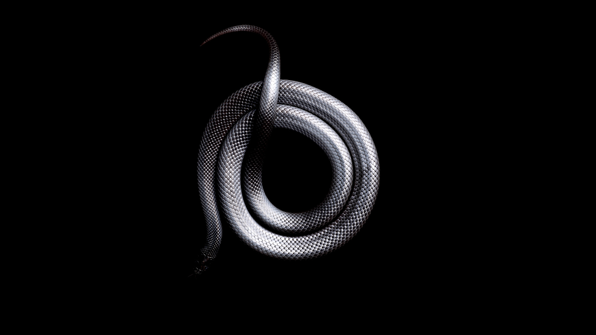 snake white black Wallpaper