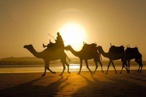 camels sunlight shadow desert animals silhouette