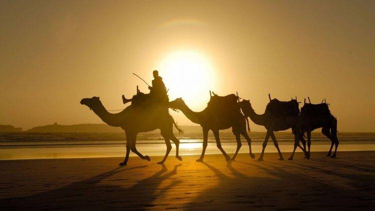 camels sunlight shadow desert animals silhouette HD Wallpaper Desktop Background