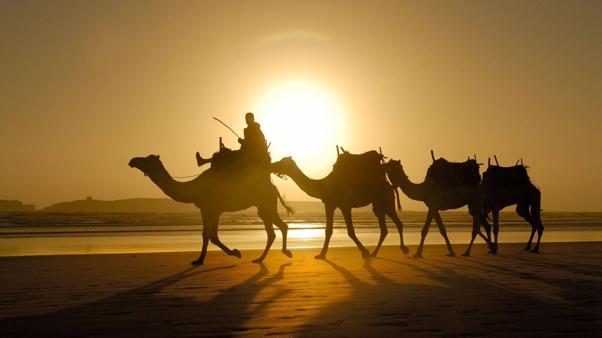 camels sunlight shadow desert animals silhouette Wallpaper