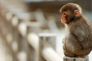 monkeys blurred cold animals