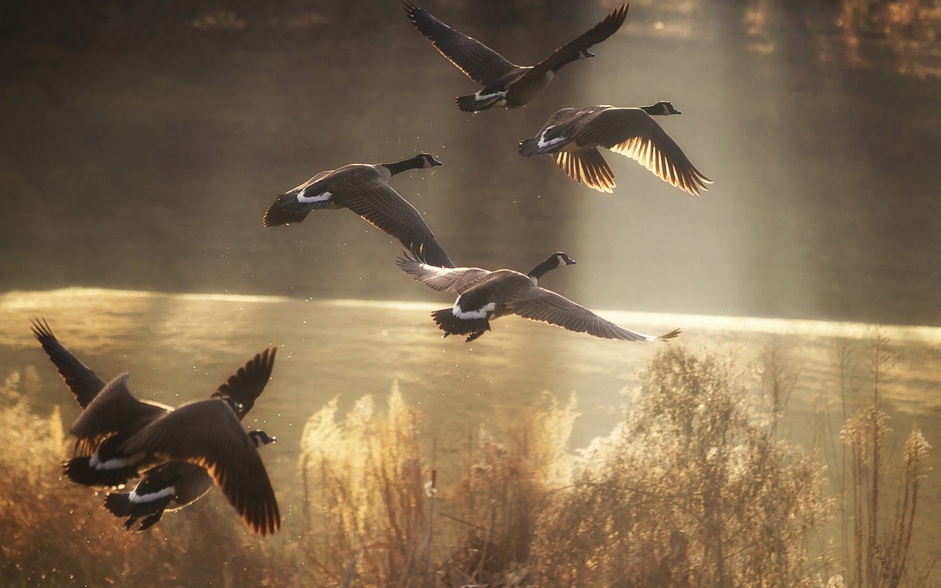 wildlife sunlight flying geese birds Wallpaper