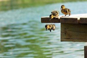 duck jumping water nature baby animals