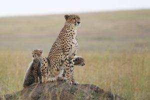 feline animals cheetah nature wildlife baby animals