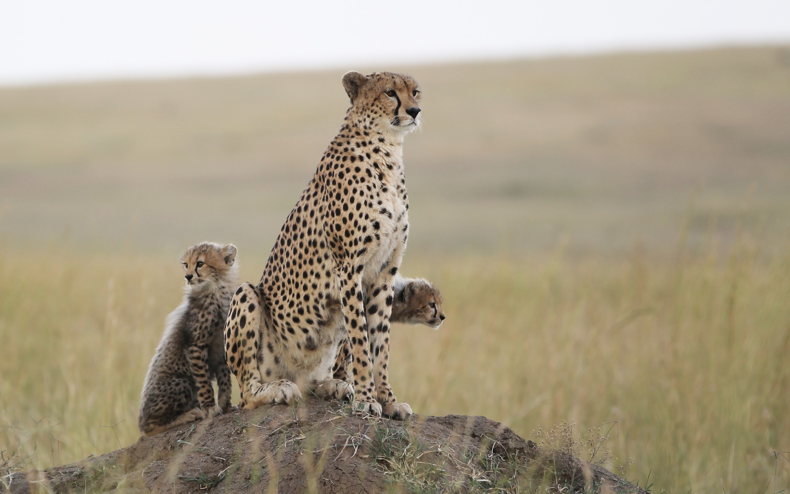 feline animals cheetah nature wildlife baby animals Wallpaper