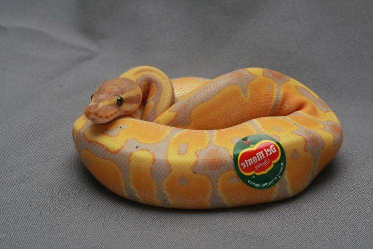 animals snake reptiles stickers bananas humor HD Wallpaper Desktop Background