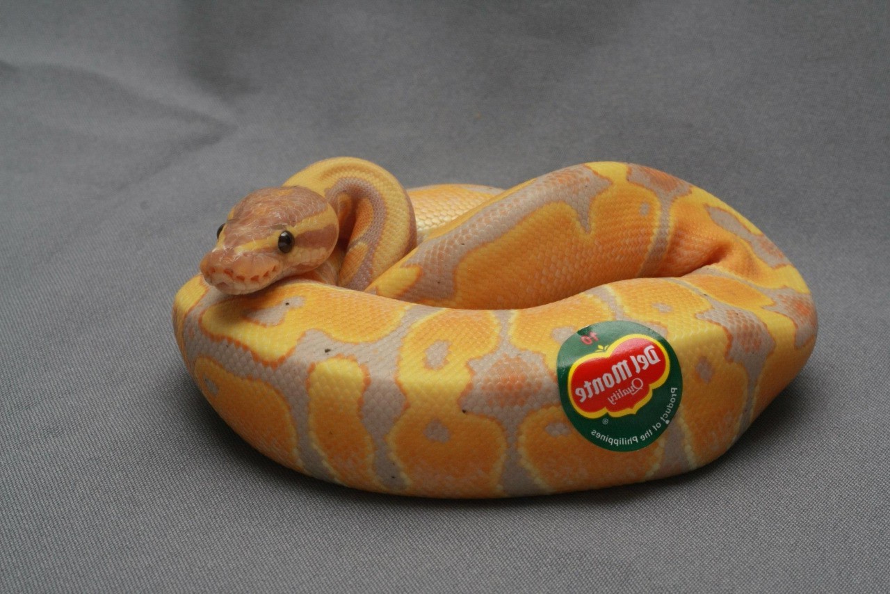 animals snake reptiles stickers bananas humor Wallpaper