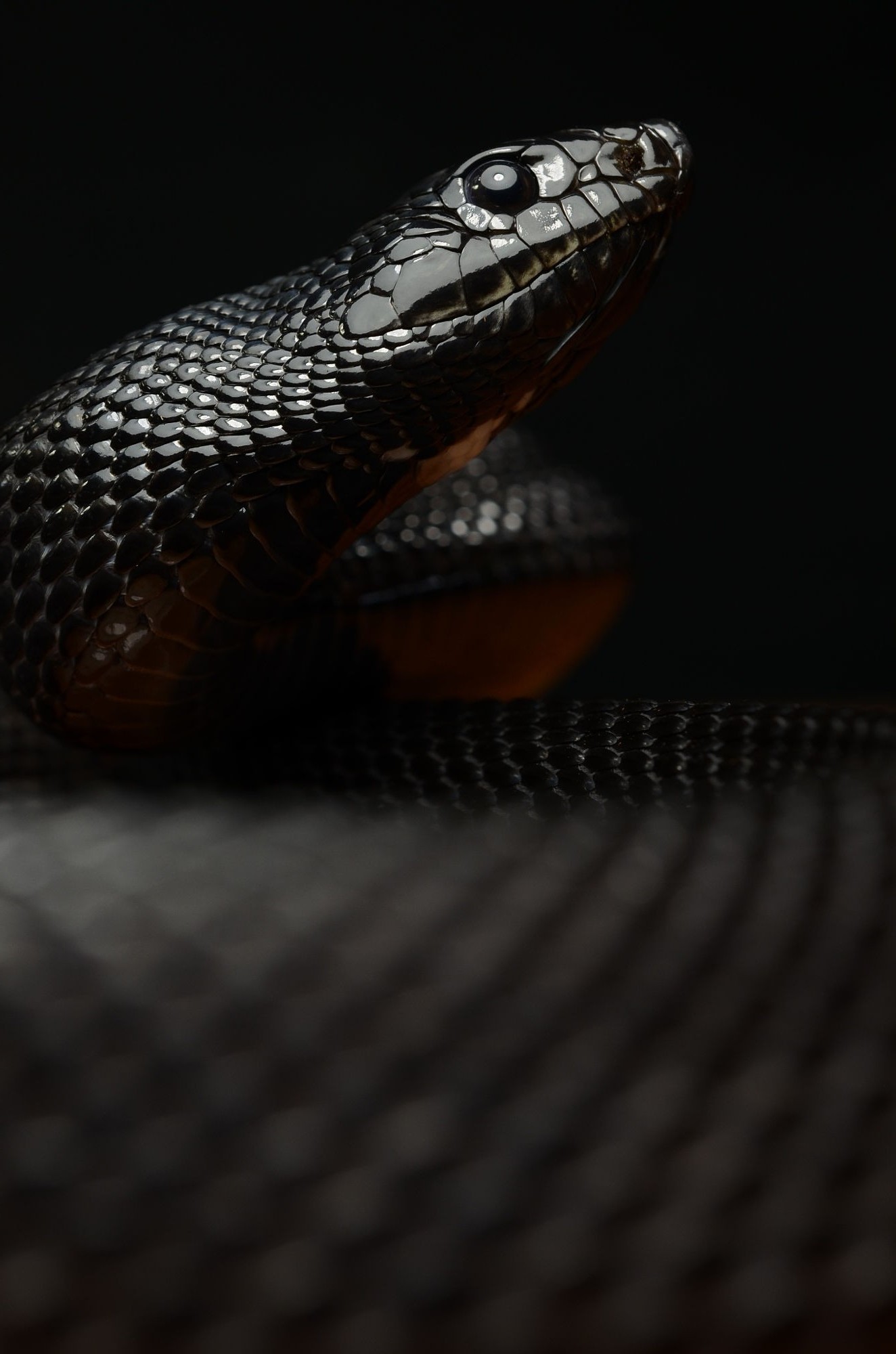 reptiles snake macro Wallpaper