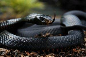 reptiles snake black depth of field