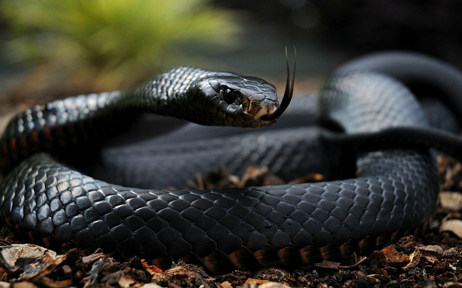 reptiles snake black depth of field Wallpaper