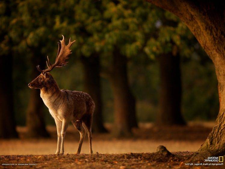 deer trees blurred depth of field fall animals horns national geographic HD Wallpaper Desktop Background