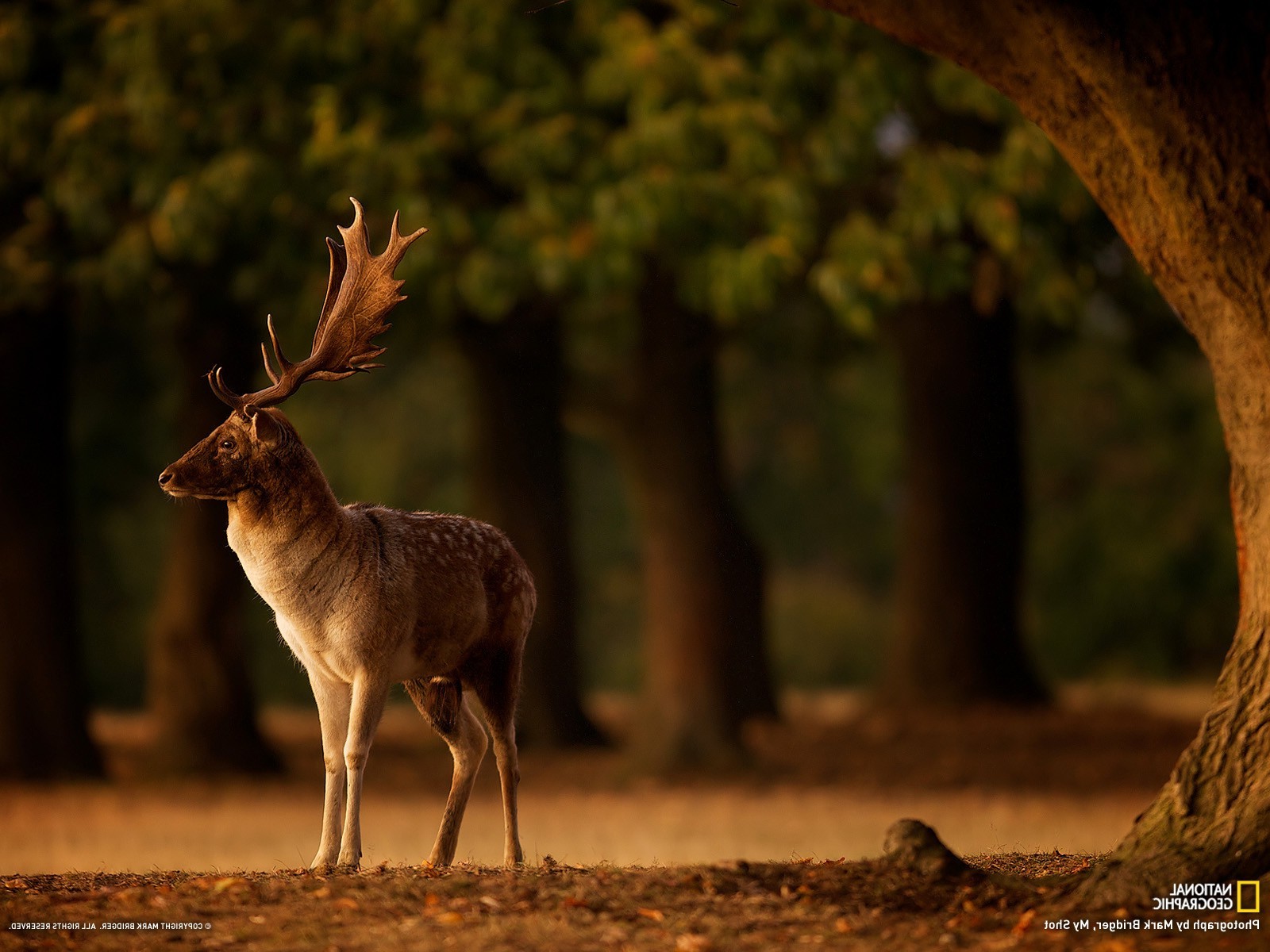 deer trees blurred depth of field fall animals horns national geographic Wallpaper