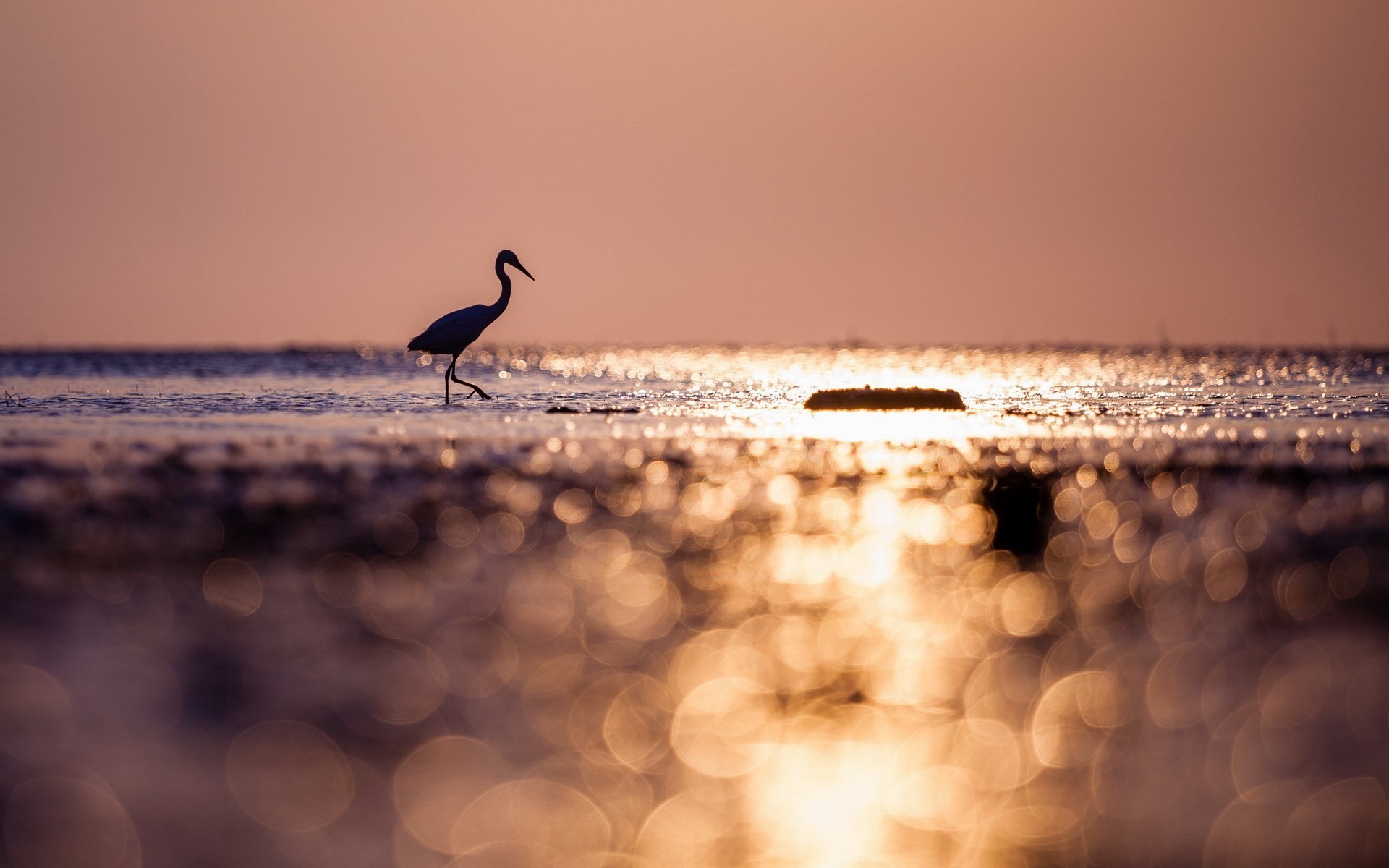 sea bokeh birds silhouette sunlight Wallpaper