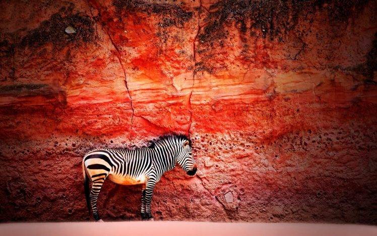 animals zebras rocks creativity red HD Wallpaper Desktop Background