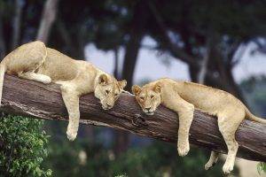 animals lion rest trees wildlife
