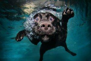 underwater swimming dog animals black water