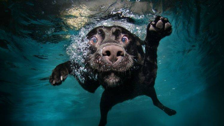 underwater swimming dog animals black water HD Wallpaper Desktop Background