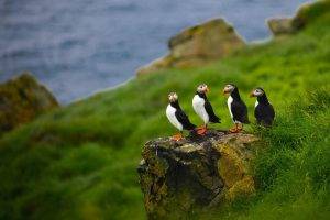 nature animals puffins depth of field birds faroe islands stone stones