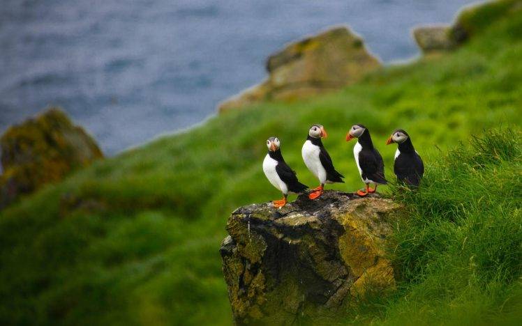 nature animals puffins depth of field birds faroe islands stone stones HD Wallpaper Desktop Background