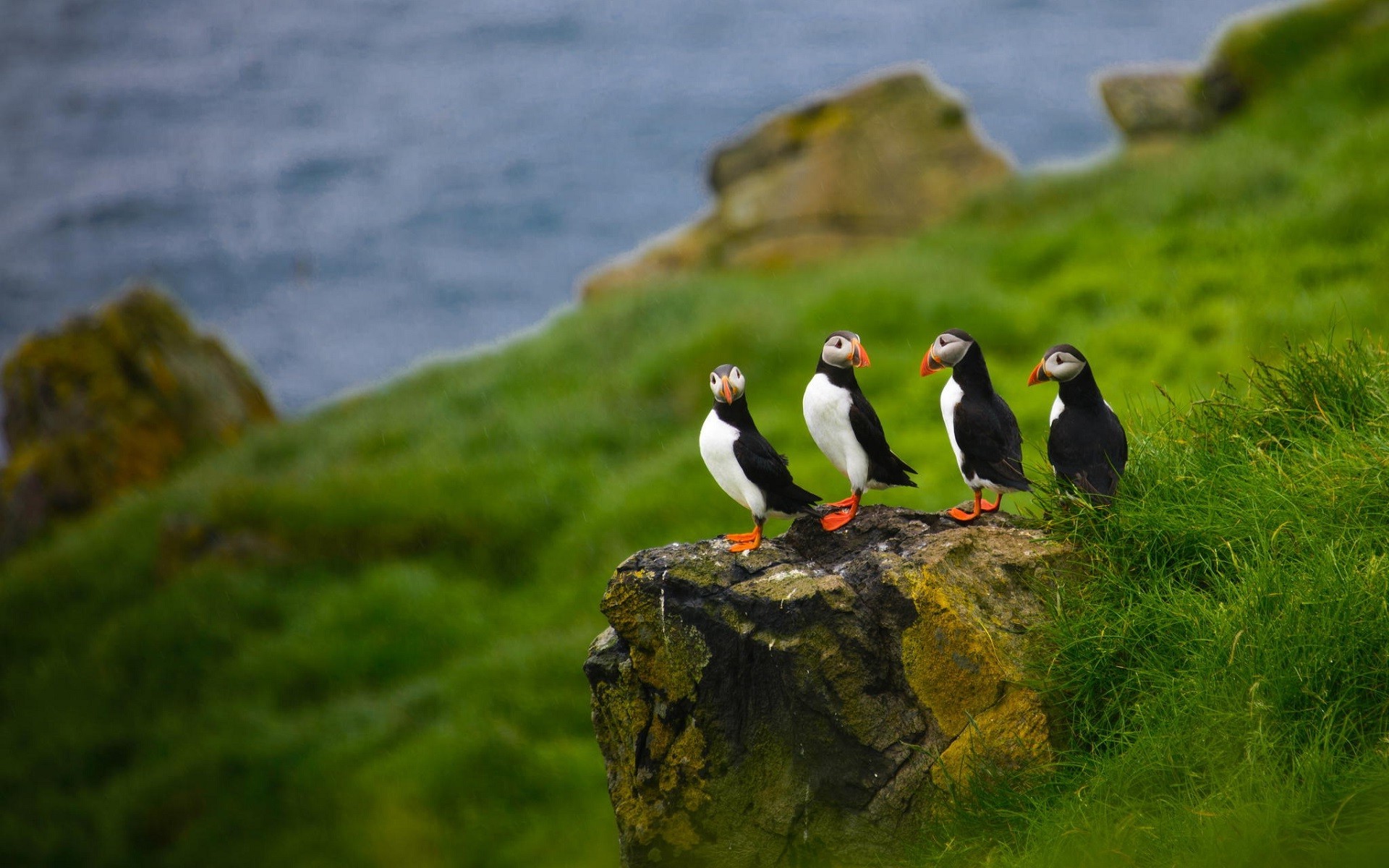 Nature Animals Puffins Depth Of Field Birds Faroe Islands Stone Stones 