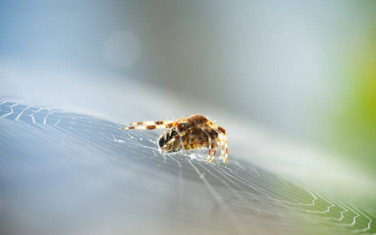spider macro blurred bokeh insect HD Wallpaper Desktop Background