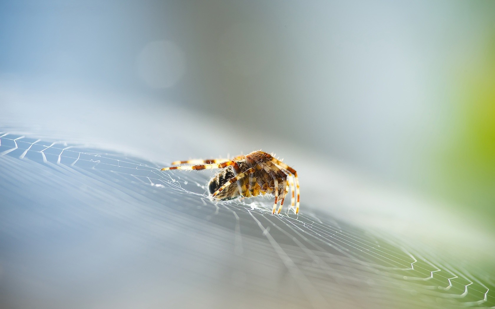 spider macro blurred bokeh insect Wallpaper