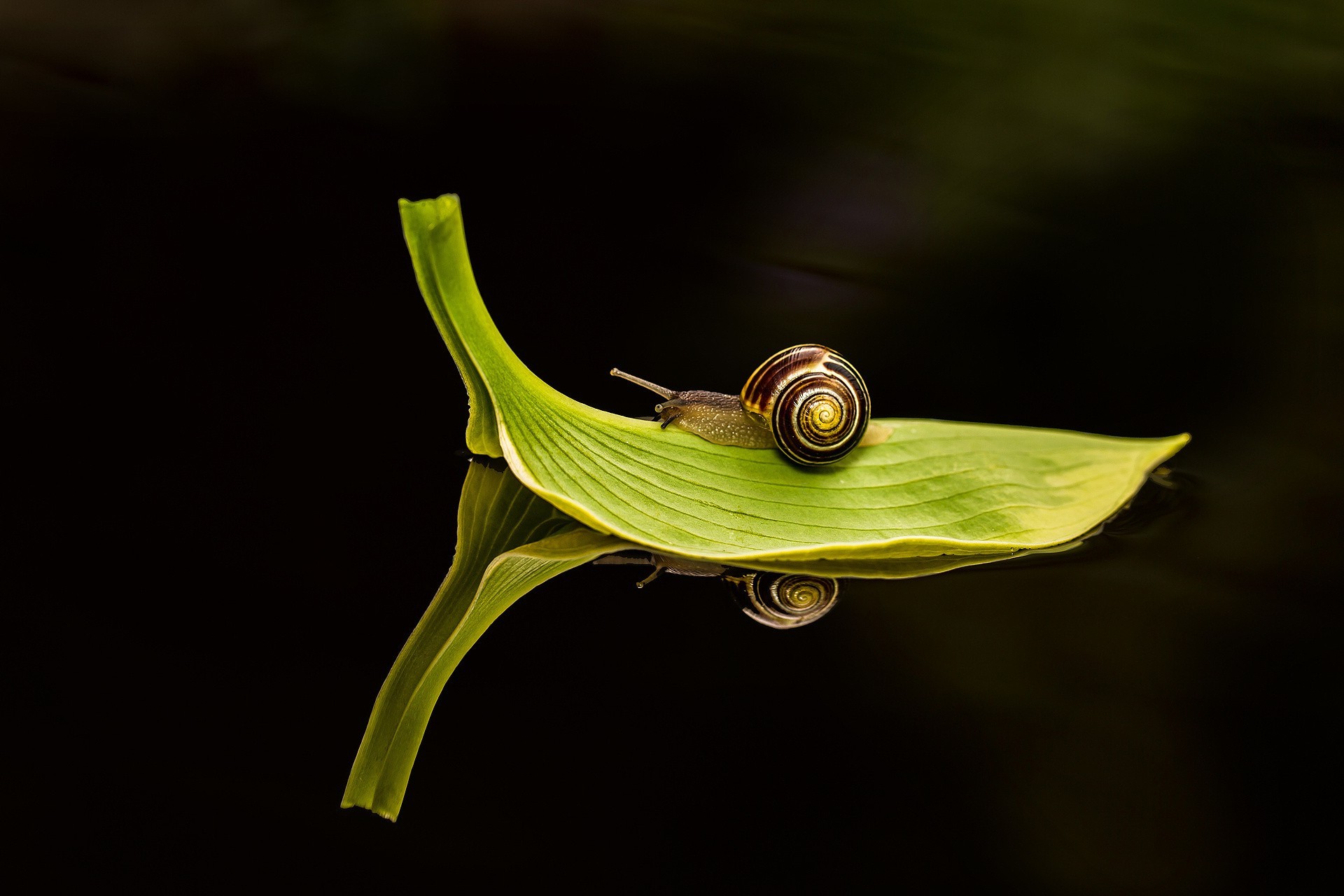 snail insect water leaves reflections macro Wallpaper