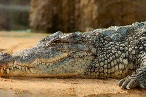crocodiles reptiles rest sand animals